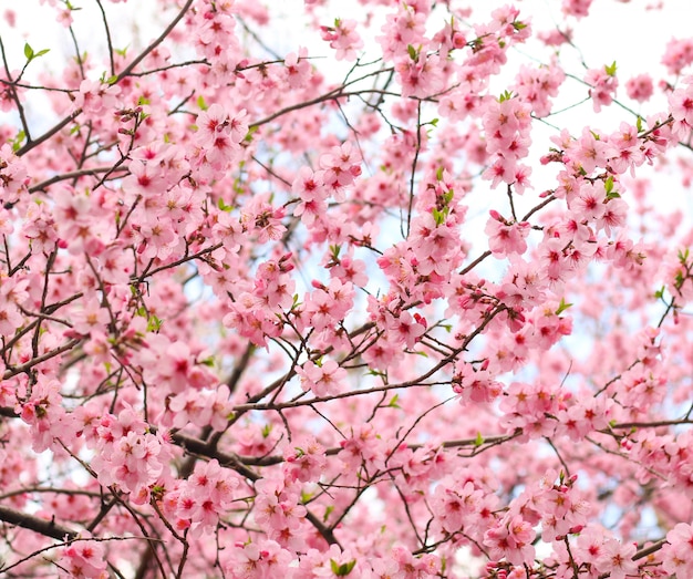 hermosa flor de cerezo