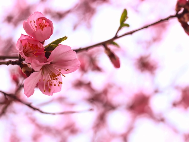 hermosa flor de cerezo