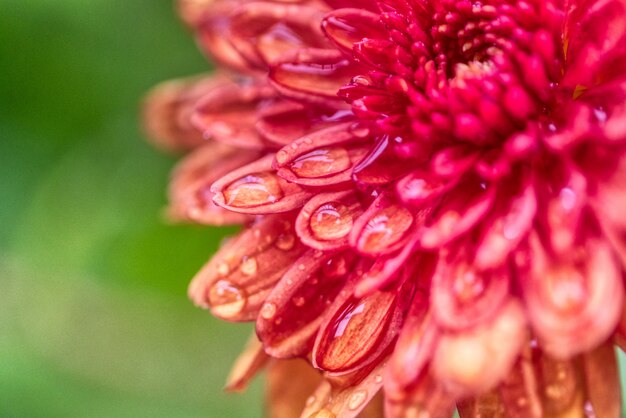 Hermosa flor de Dalia creciendo en un campo