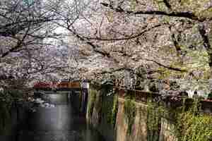 Foto gratuita hermosa flor de durazno en japón