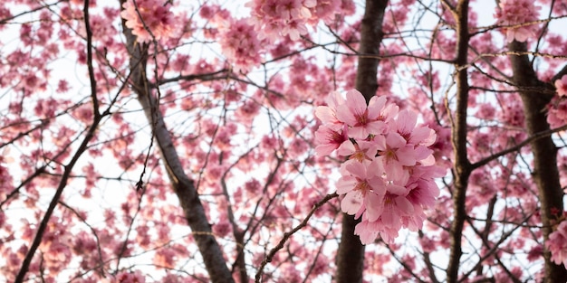 Hermosa flor de durazno rosa