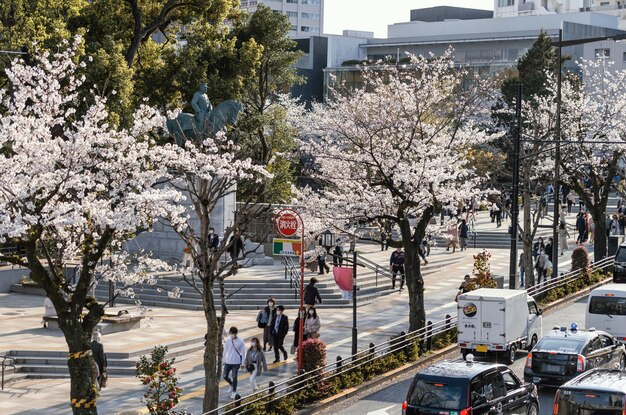 Hermosa flor de durazno en tokio