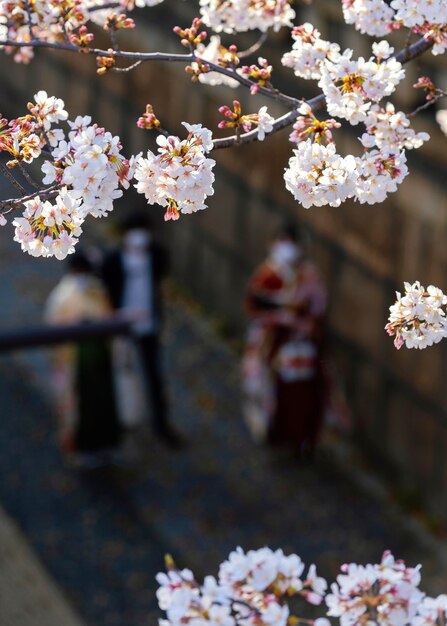 Hermosa flor de durazno en tokio