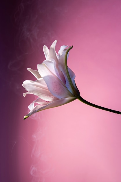 Foto gratuita hermosa flor con fondo rosa