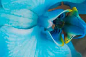Foto gratuita hermosa flor fresca azul tropical