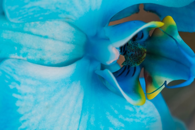 Hermosa flor fresca azul tropical