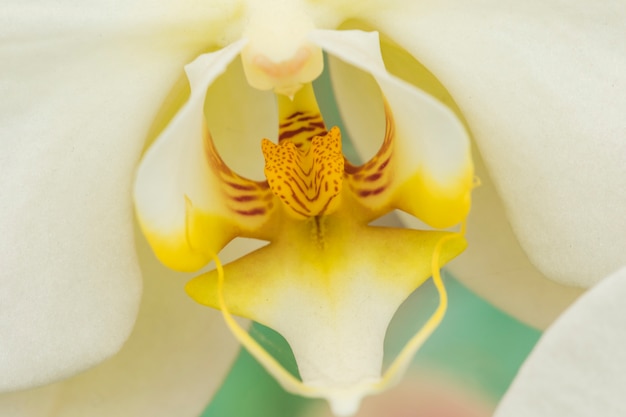 Hermosa flor fresca blanca con pistilo amarillo