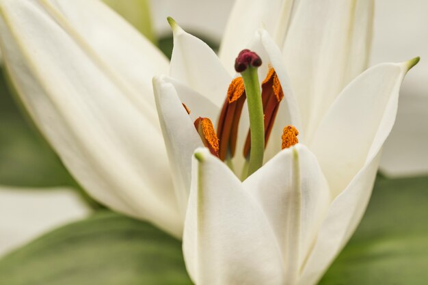 Hermosa flor fresca blanca