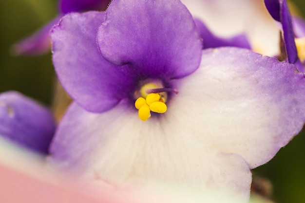 Hermosa flor fresca brillante con pistilos amarillos