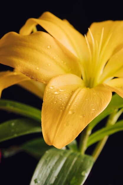 Hermosa flor fresca en rocío