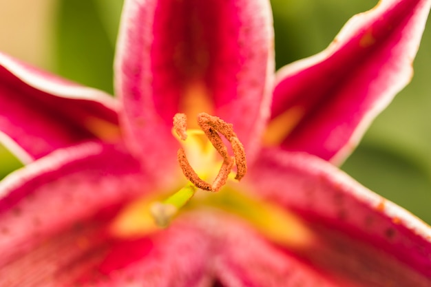 Hermosa flor fresca vinosa