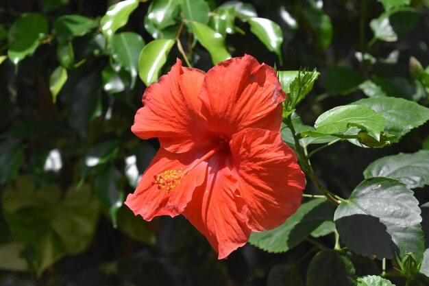 Hermosa flor de hibisco rojo floreciente que florece en un día cálido