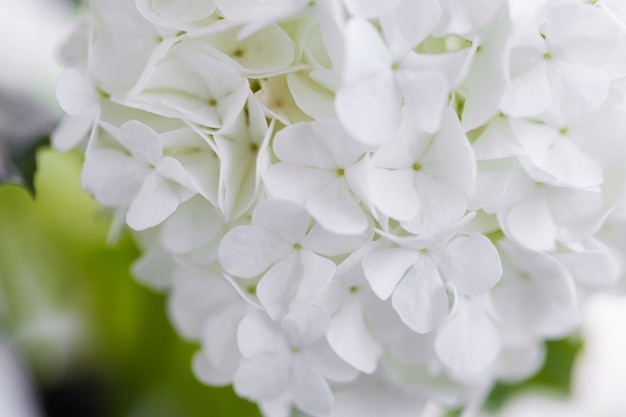 Hermosa flor de Hortensia de cerca