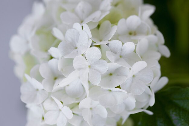 Hermosa flor de Hortensia de cerca