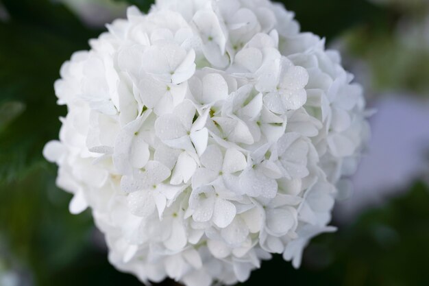 Hermosa flor de Hortensia de cerca