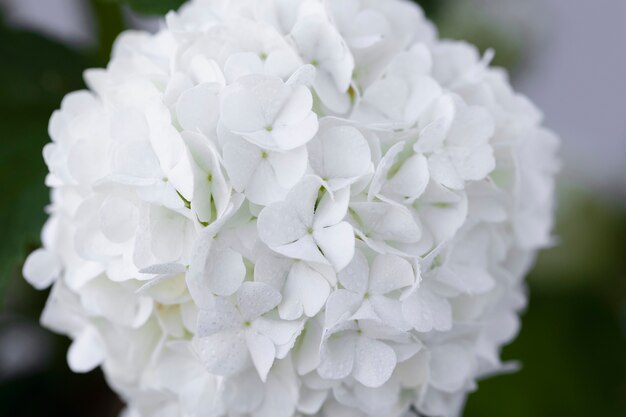 Hermosa flor de Hortensia de cerca