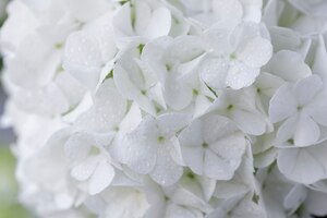 Foto gratuita hermosa flor de hortensia de cerca