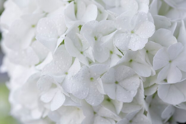 Hermosa flor de Hortensia de cerca