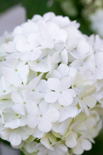 Hermosa flor de Hortensia de cerca