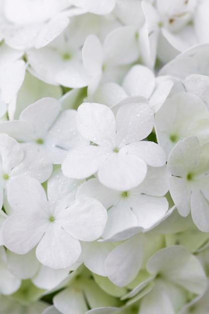 Foto gratuita hermosa flor de hortensia de cerca