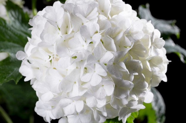 Hermosa flor de Hortensia de cerca