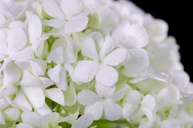 Hermosa flor de Hortensia de cerca