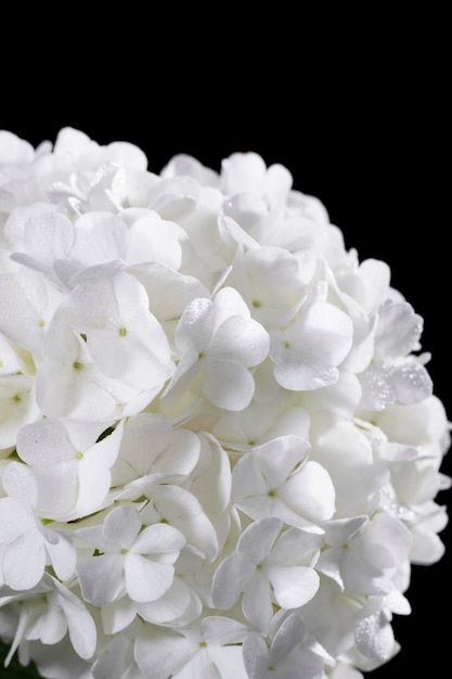 Hermosa flor de Hortensia de cerca