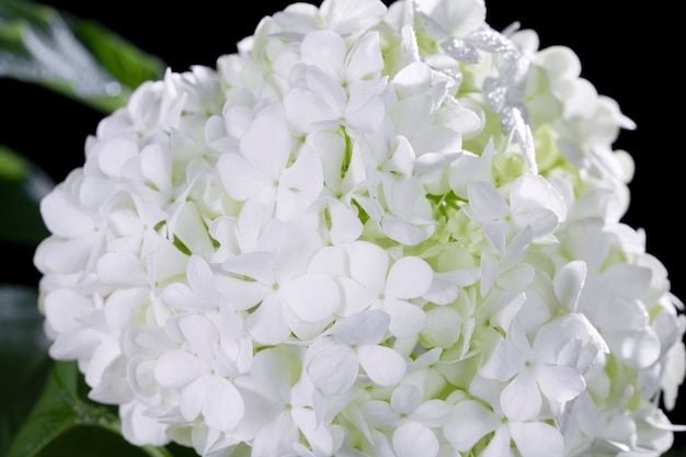 Hermosa flor de Hortensia de cerca