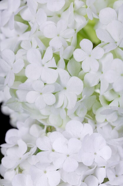 Hermosa flor de Hortensia de cerca