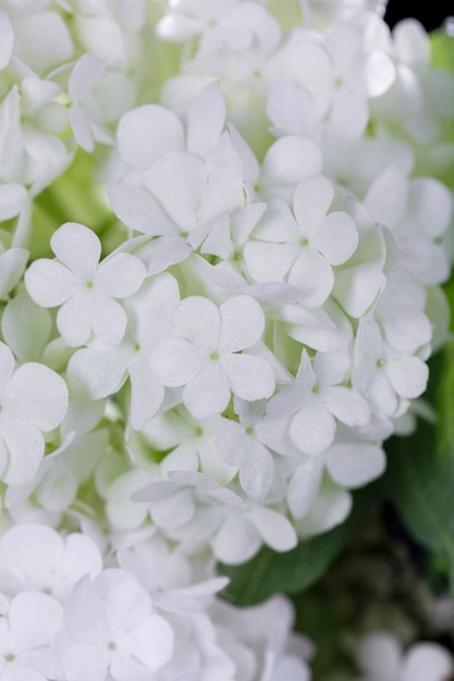 Hermosa flor de Hortensia de cerca