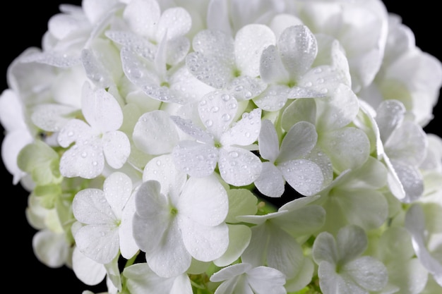 Hermosa flor de Hortensia de cerca