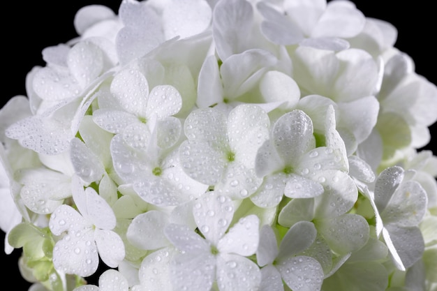 Foto gratuita hermosa flor de hortensia de cerca