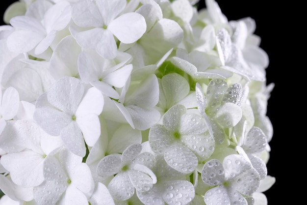 Hermosa flor de Hortensia de cerca