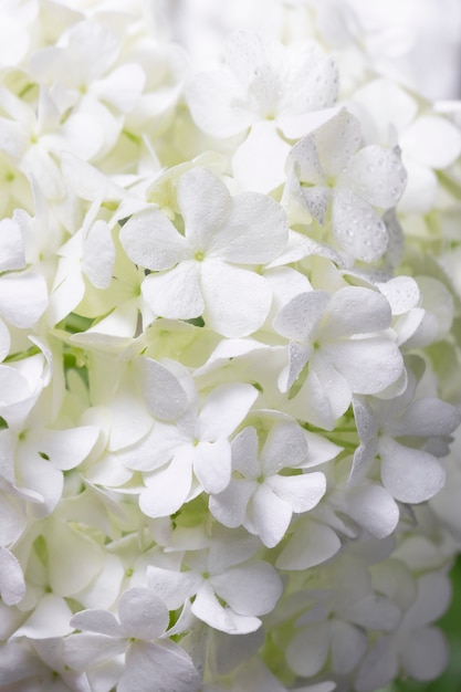 Hermosa flor de Hortensia de cerca