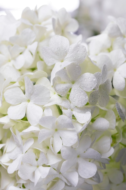 Hermosa flor de Hortensia de cerca