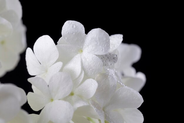 Hermosa flor de Hortensia de cerca