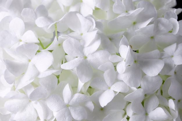 Hermosa flor de Hortensia de cerca