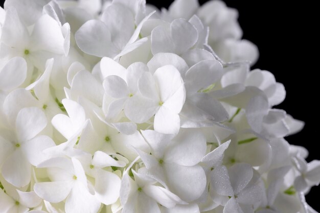 Hermosa flor de Hortensia de cerca