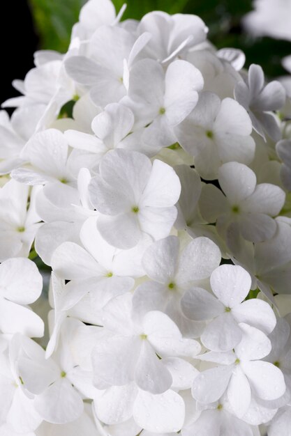 Hermosa flor de Hortensia de cerca