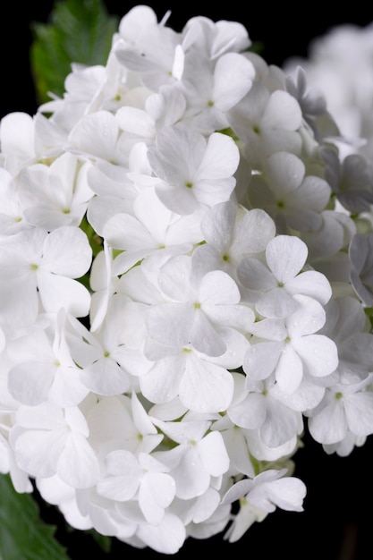 Hermosa flor de Hortensia de cerca