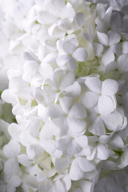 Hermosa flor de Hortensia de cerca