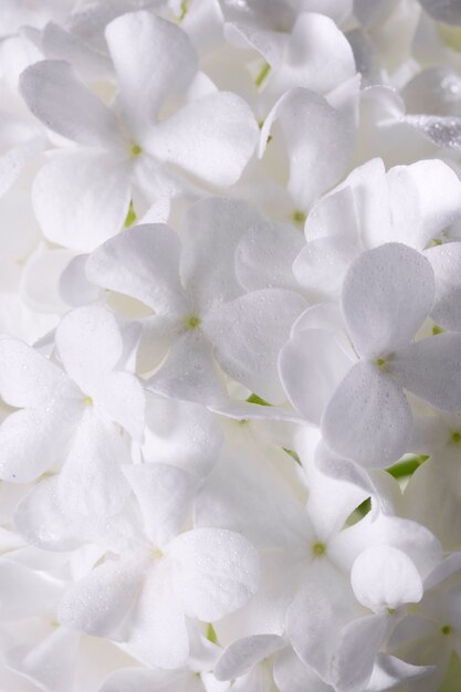 Hermosa flor de Hortensia de cerca