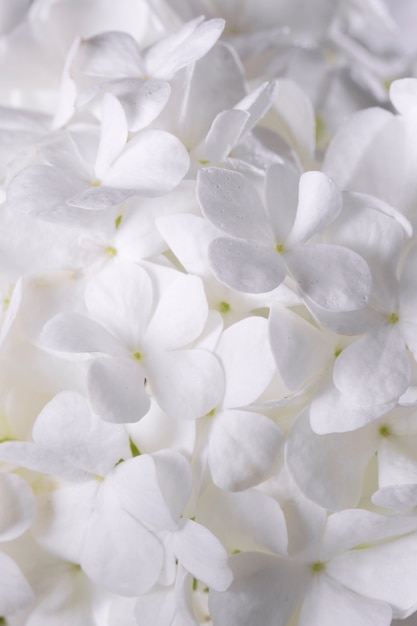 Hermosa flor de Hortensia de cerca