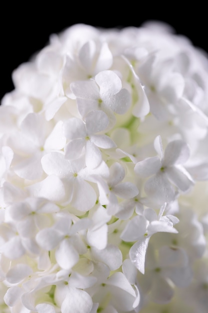 Foto gratuita hermosa flor de hortensia de cerca