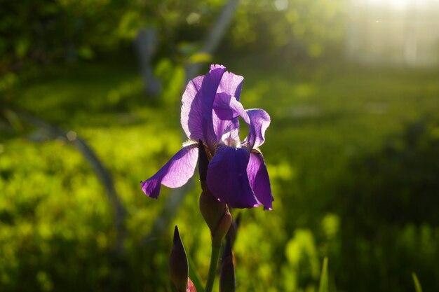 Hermosa flor de iris bajo la luz del sol rodeada de vegetación con un fondo borroso