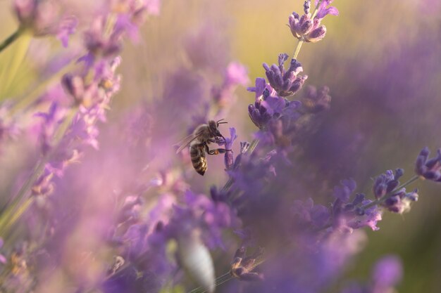 Hermosa flor de lavanda con abeja