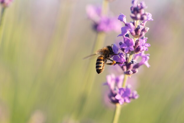 Hermosa flor de lavanda con fondo borroso