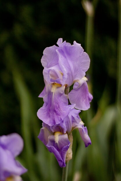 Hermosa flor lila que crece en un bosque disparó desde cerca