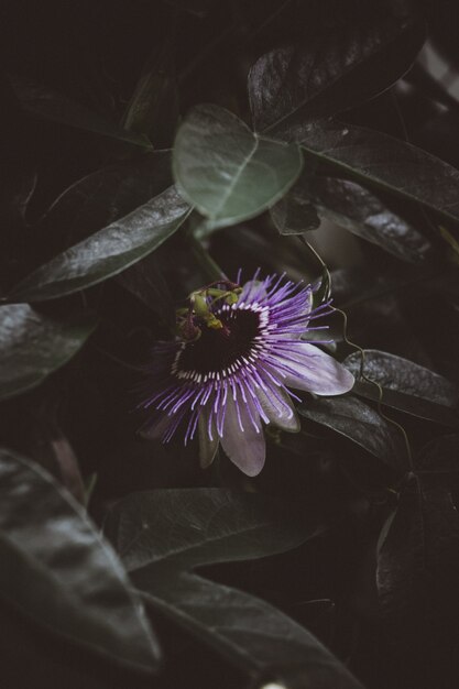 Hermosa flor lila rodeada de vegetación