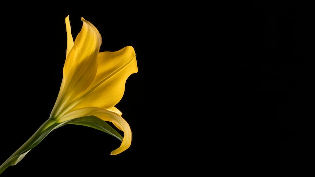 Hermosa flor de lirio amarillo macro